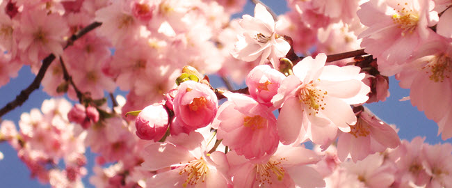 Semir Rambut untuk Anak Perempuan